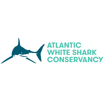 Atlantic White Shark Conservancy
