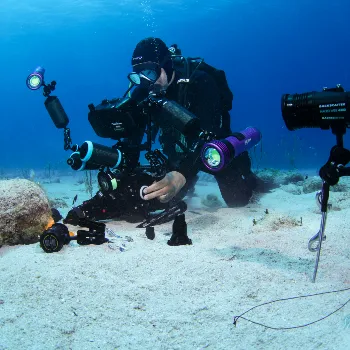 Cristian Dimitrius, Berkley White, Jake Stout